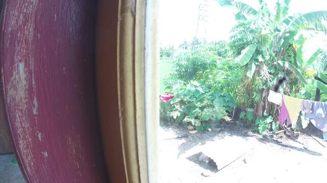  termites landed on the window