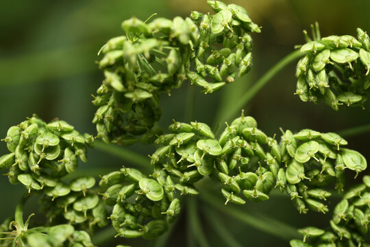 A close-up of the seeds of common angelica (Angelica archangelica), growing delicately on the plant in the soft green light.