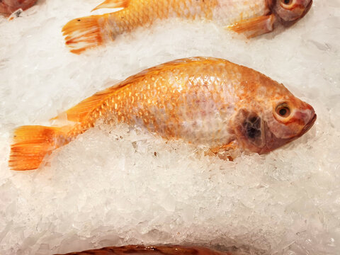 Orange fish and ruby ​​snapper are placed on ice.