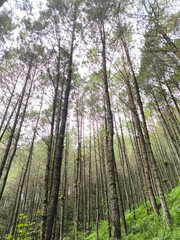 Fototapeta premium trees in the forest Mount Andong