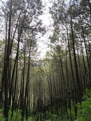 Fototapeta premium trees in the forest Mount Andong