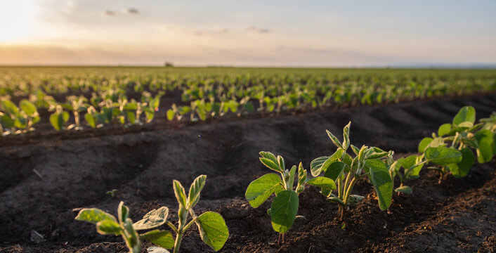 Open soybean field at sunset.