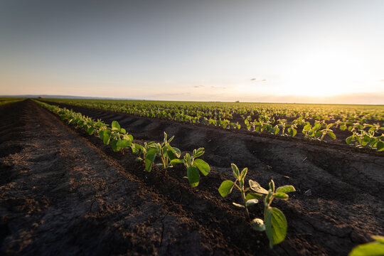 Soybean Pods Glowing in Golden Autumn Backlight