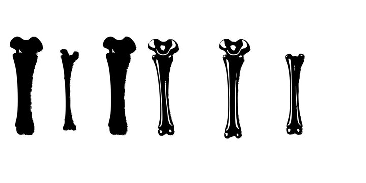 Series of five femur bones in varying stages of detail and shading, arranged horizontally from left to right, starting with a solid black silhouette and gradually transitioning to a fully detailed,...