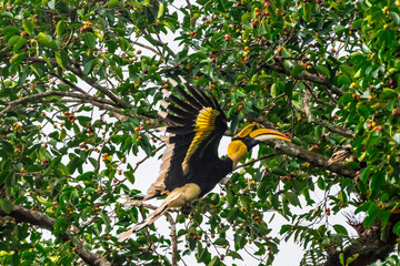 The bill and large hump are yellow. The face is black. The throat is white or yellowish-white. The body is black. The wings are black with a wide yellow stripe running down the middle of the wings. © Pluto Mc