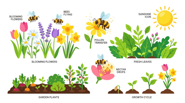 Flowers bloom in a garden setting as bees perform pollination under the bright sun in this detailed instructional graphic that highlights the natural growth cycle of plants and springtime flora.
