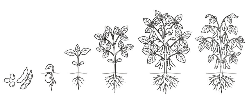 Soybean growth stages from seed to plant with roots outline vector illustration set.