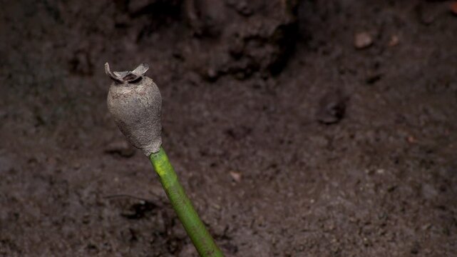 Young Mangrove Propagule Growing in Mud