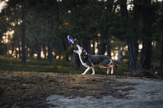 Rough Collie in the forest at sunset