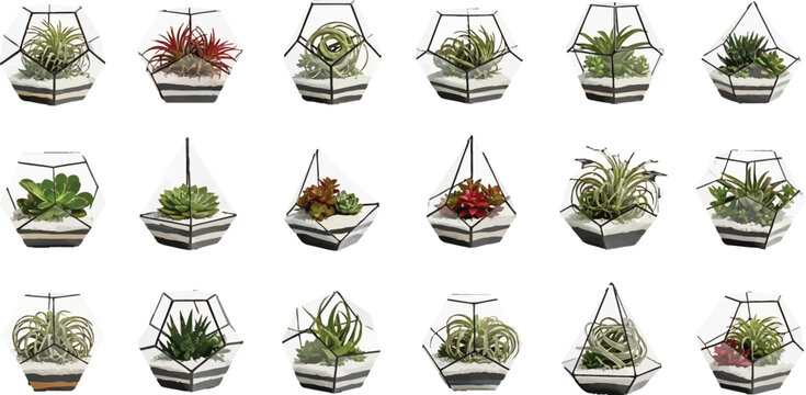 Collection of geometric glass terrariums with various succulent plants isolated on a white background vector illustration