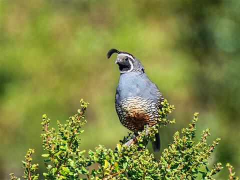 California quail perched on green shrub in natural habitat