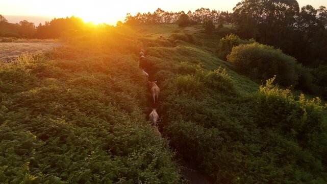 Cattle moving along a narrow coastal trail in golden sunset light