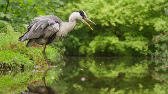 Grey Heron shakes and ruffles feathers before striding out over shallow pool