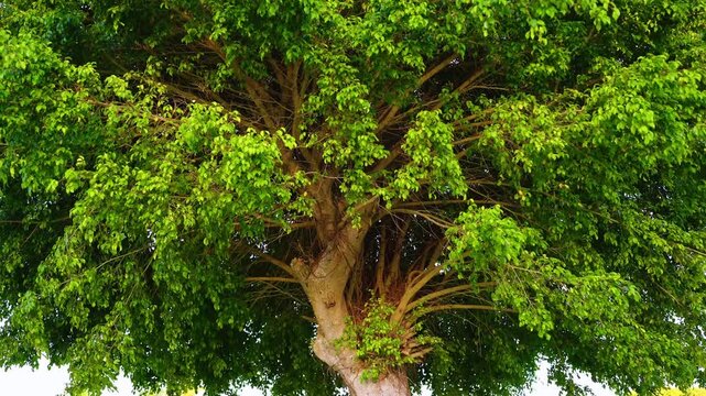 Bottom view of green leaves of big tree in tropical forest in sunlight. The colorful charm of tropical landscapes. Long branches and green leaves of a mature tree.