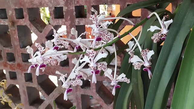 Beautiful white spotted Vanda orchid flowers blooming outdoors
