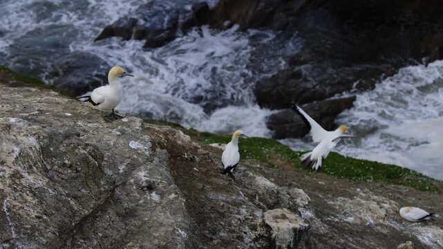 Australasian gannet (Morus serrator) takes off from a cliff edge overlooking the ocean in New Zealand.