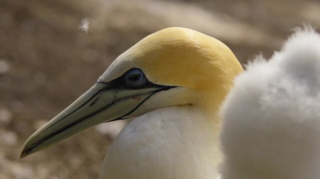 Australasian gannet (Morus serrator) beside it's chick in New Zealand.