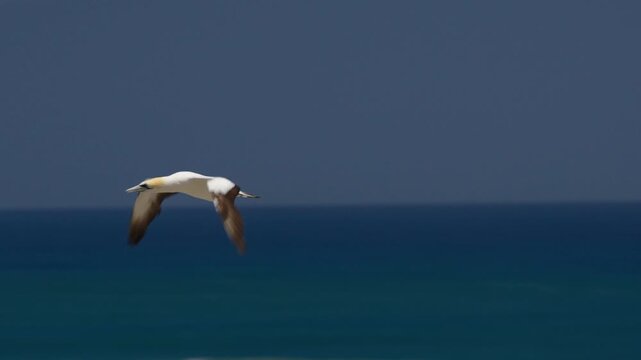 Australasian gannet (Morus serrator) flies over beautiful blue ocean in New Zealand.