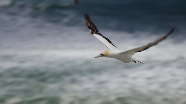 Australasian gannet (Morus serrator) flies over the ocean towards a seaside seabird colony in New Zealand.