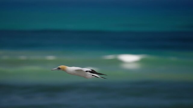 Australasian gannet (Morus serrator) flies over the ocean and towards its colony on the coast of New Zealand.
