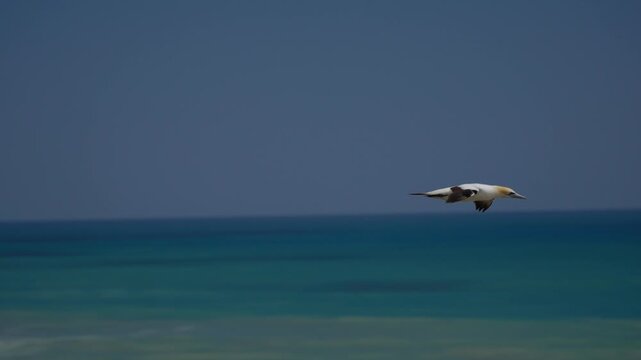 Australasian gannet (Morus serrator) leaves its colony on the coast of New Zealand.
