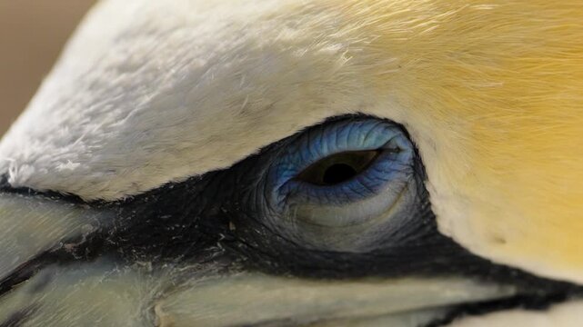 Australasian gannet (Morus serrator) bird exteme closeup of blue eye.