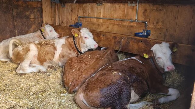 Young Simmental calves relax on soft straw inside a rustic alpine stable in Lenk, Switzerland, showcasing traditional mountain farming, healthy livestock, and the peaceful charm of Swiss rural life