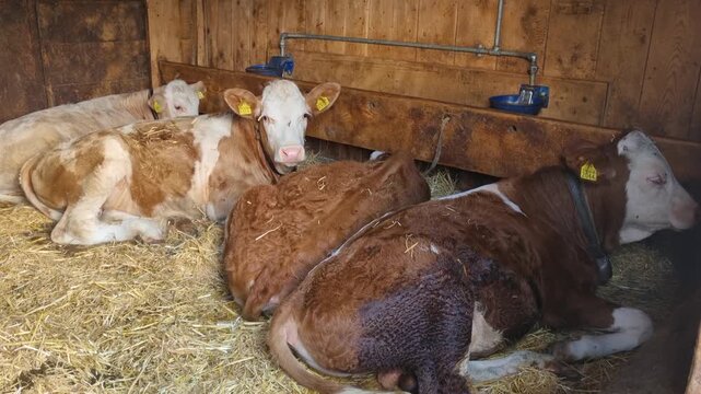 Simmental calves lie on fresh straw inside a rustic alpine barn in Lenk, Switzerland, highlighting calm farm life, young livestock, and the authentic charm of mountain agriculture