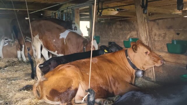 Peaceful scene inside a Swiss Alpine barn where colorful Simmental cows rest, highlighting traditional livestock farming and the timeless character of rural Switzerland, filmed on the alps in Lenk