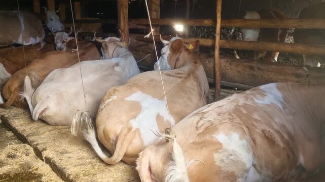 Traditional Simmental cows rest inside a rustic alpine barn in Lenk, Switzerland, showcasing authentic mountain farming, peaceful livestock care, and the enduring heritage of Swiss agriculture