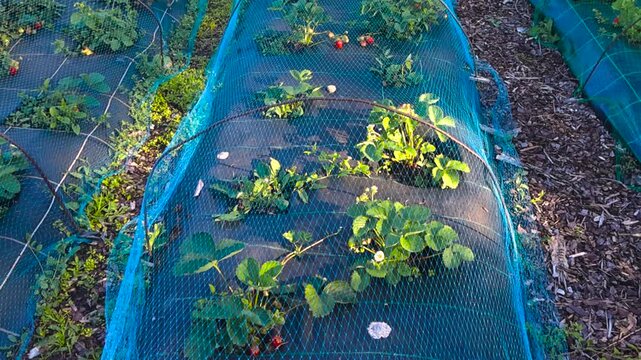 Organic strawberries ripening on the vine under blue protective netting in a sunny garden bed, an agricultural method used to protect the sweet red berries from birds and pests