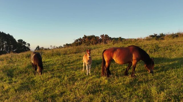 Horses and a foal grazing on a sunny golden meadow