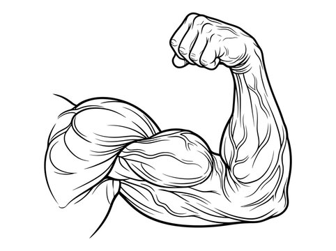 Flexed Bicep Arm Illustrating Strength and Muscle Definition.