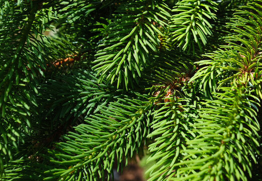 A green background of Christmas tree branches in nature with soft accents and sunny highlights for a festive design.