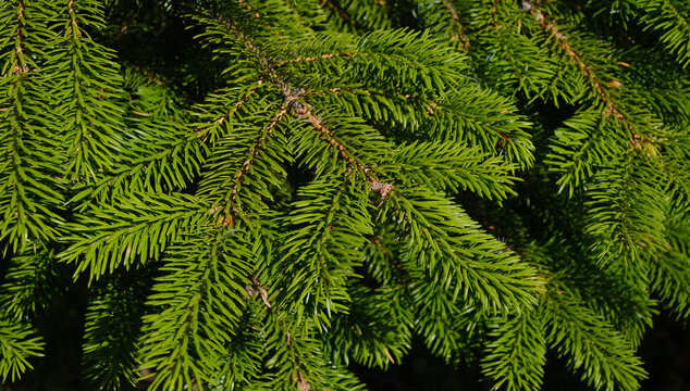 A green background of Christmas tree branches in nature with soft accents and sunny highlights for a festive design.