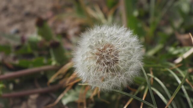 White fluffy dandelion seed heads swaying in a light breeze in a private village yard in early spring, close-up