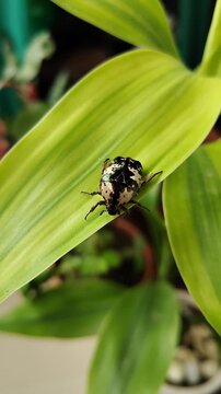 Protaetia aurichalcea, beetle, bug, insect 