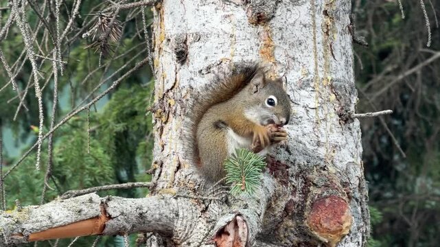 A squirrel sits in a tree hollow enjoying a nut while surrounded by evergreen trees and snow. The scene captures winter wildlife in a natural forest.