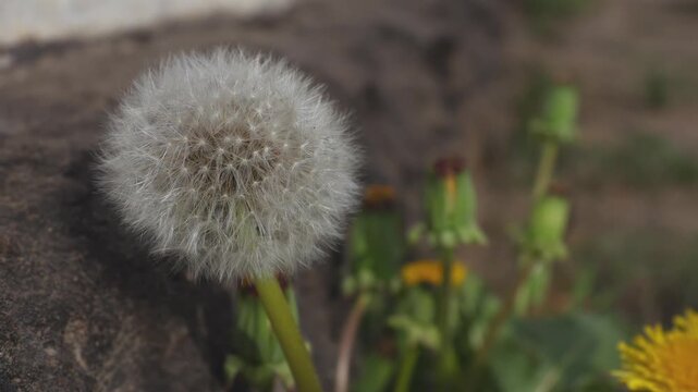 White fluffy dandelion seed heads swaying in a light breeze in a private village yard in early spring, close-up