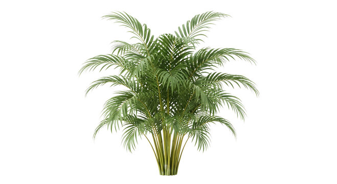 Areca Palm (Dypsis lutescens) plant with feathery fronds isolated on transparent background