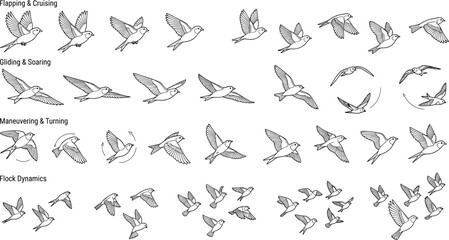 Obraz premium Flying Bird Motion Reference Set with Flapping Gliding Soaring Turning and Flock Flight Pose Collection Illustration