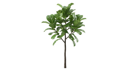 Naklejka premium Fiddle Leaf Fig plant with large violin-shaped leaves isolated on transparent background