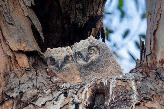 Two great horned owl chicks nestled together in a tree cavity