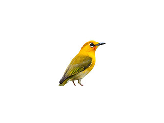 Fototapeta premium Vibrant yellow songbird in side profile view showcasing bright plumage and delicate features isolated on a solid black background for high contrast design