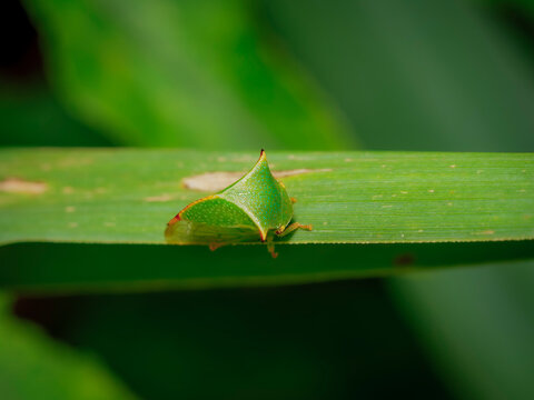 Macro close up shot of a unique green treehopper insect perched on a long blade of grass with a soft blurred background