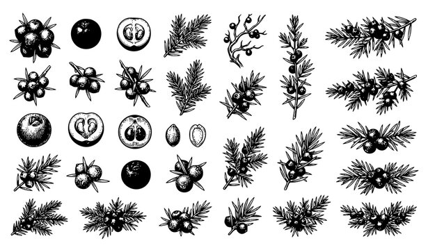 Juniper Berry and Evergreen Leaf Vintage Engraving Botanical Illustration Vector Collection