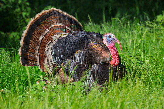 Wild male turkey displaying feathers in green grassy field