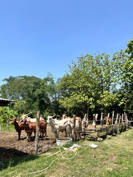 Herd of brown and white cattle standing in a rustic wooden enclosure at a rural farm on a sunny day