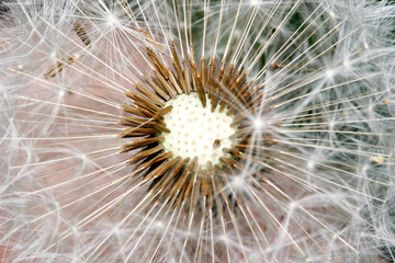 Dandelion seed head with parachutes: macro close-up of Taraxacum officinale dispersal structure. © AlMacro