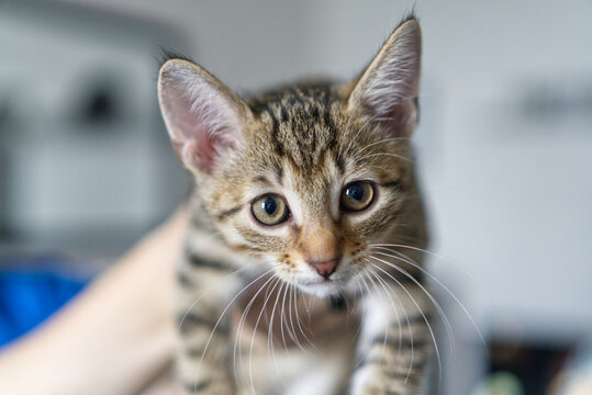 Close-up portrait of a cute small tabby kitten